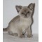 Lilac Female - She has the sweetest nature!!