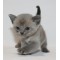 Blue Burmese Male -  Ready December