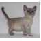 Lilac Female - She has the sweetest nature!!