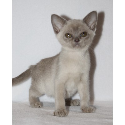 Lilac Female - She has the sweetest nature!!
