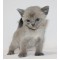 Blue Burmese Male -  Ready December