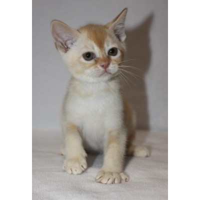 Red Male  - Hes a little lion :)