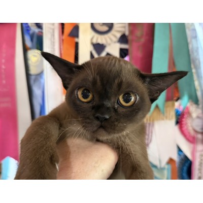 Brown Female - Ready NOW! 