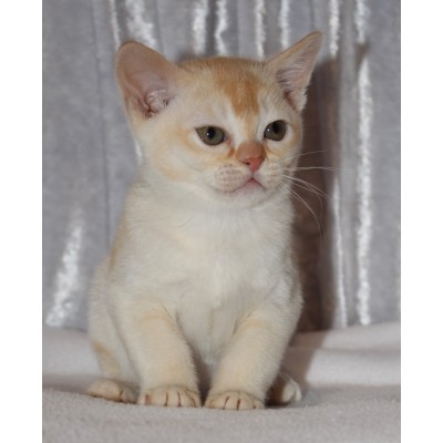 Red Male  - Hes a little lion :)  - SOLD